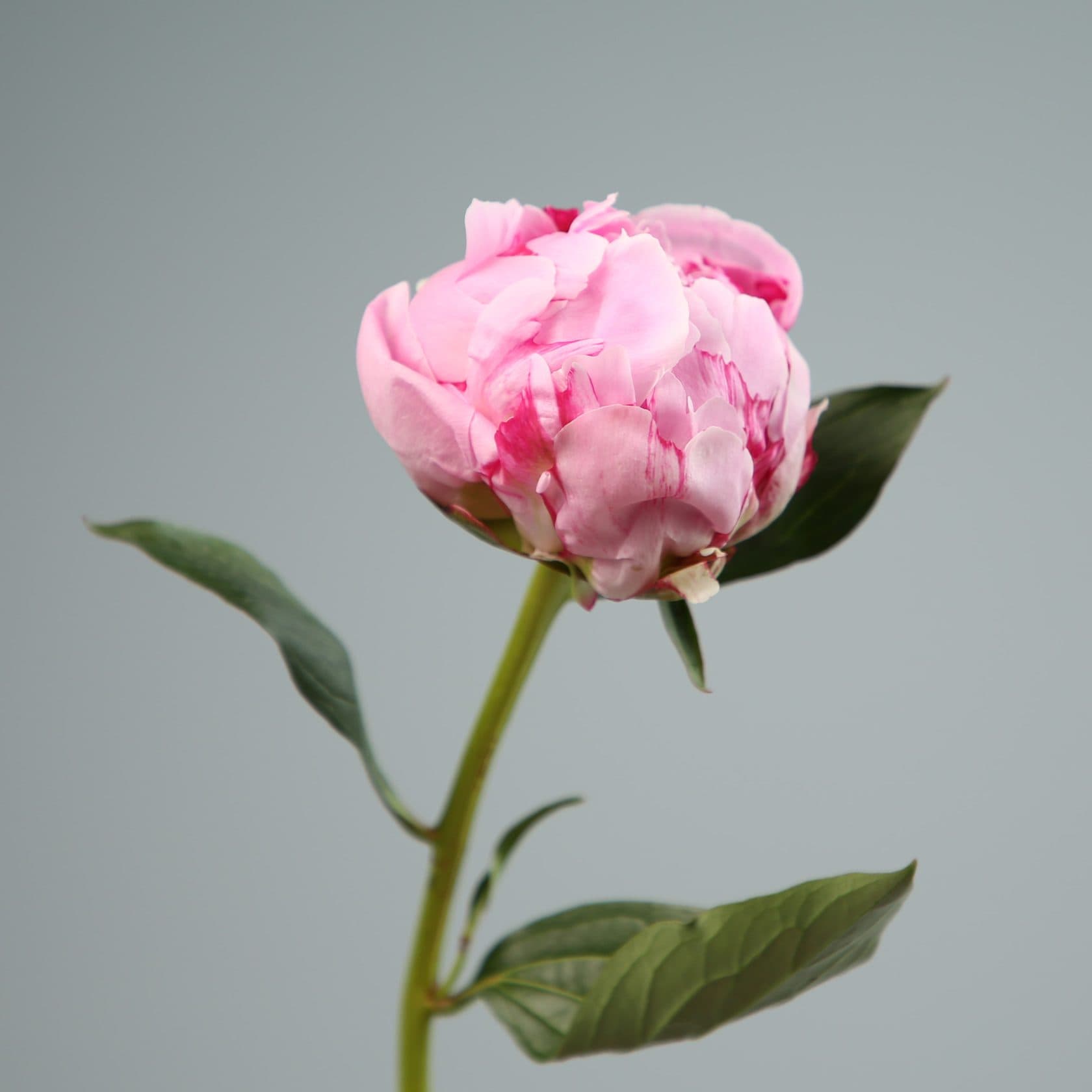 White Peonies: Meaning & Symbolism