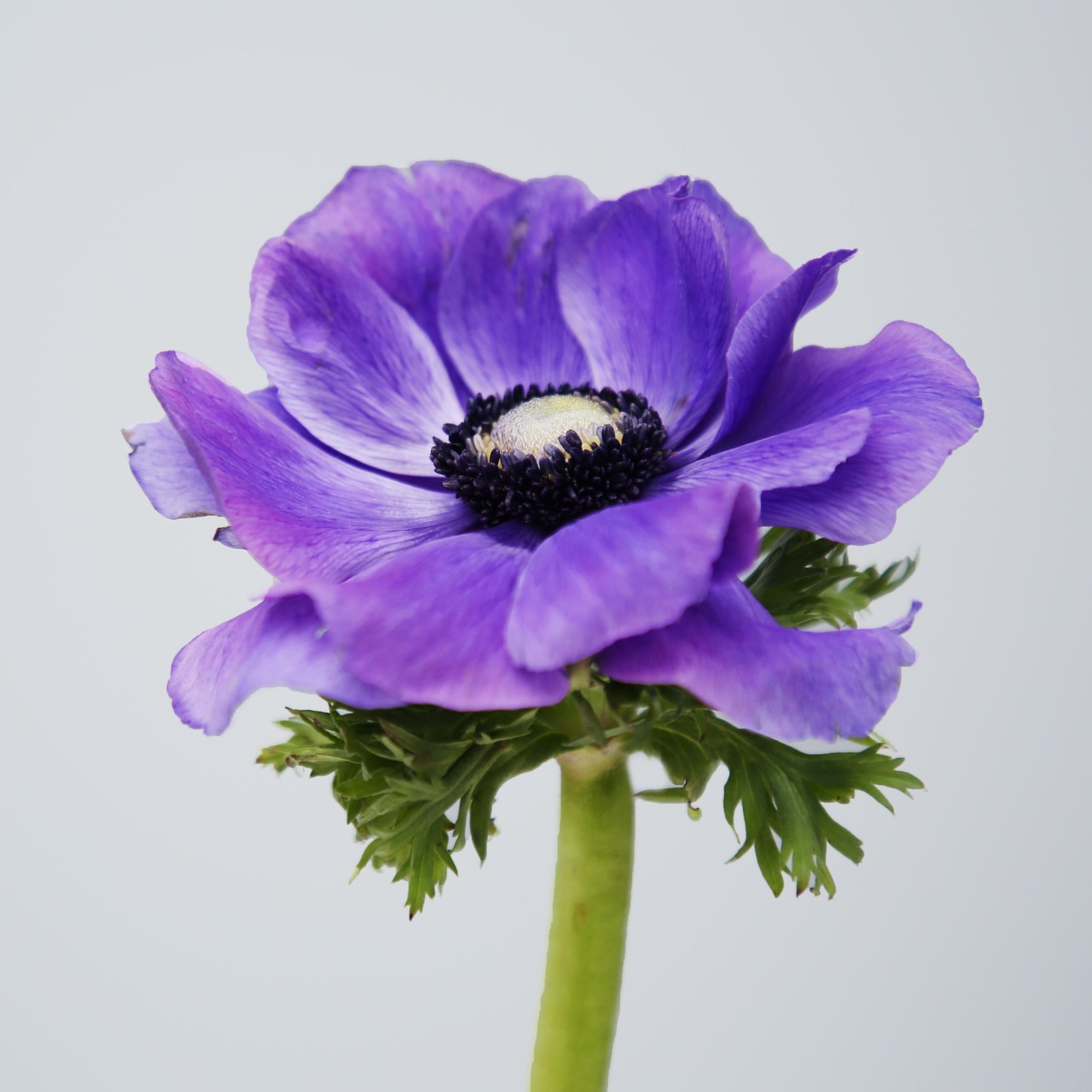Anemone — Anemone coronaria