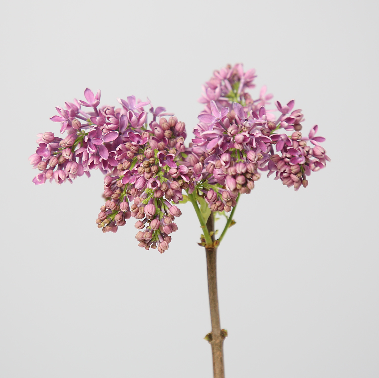 Lilac ‘Hugo Koster’ — Syringa vulgaris