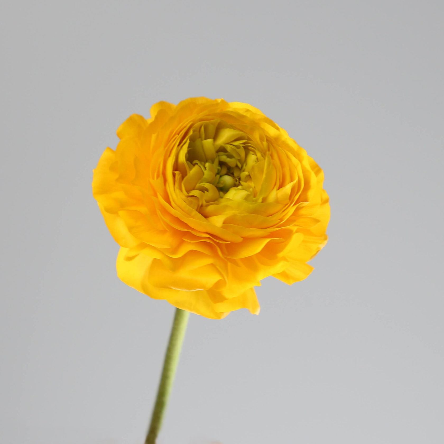 Ranunculus ‘Elegance’ — Ranunculus asiaticus