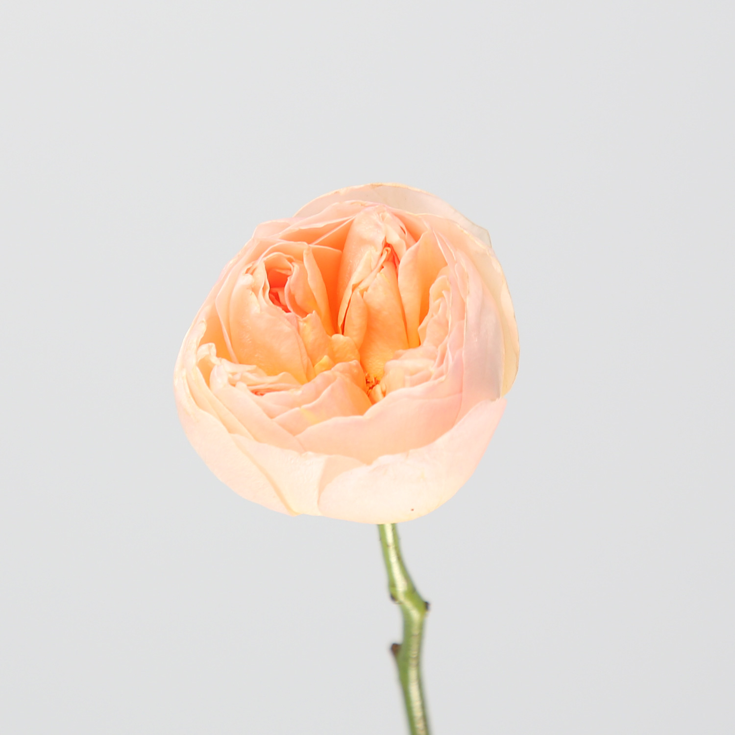 Rose ‘Juliet’ — Rosa × hybrida, David Austin
